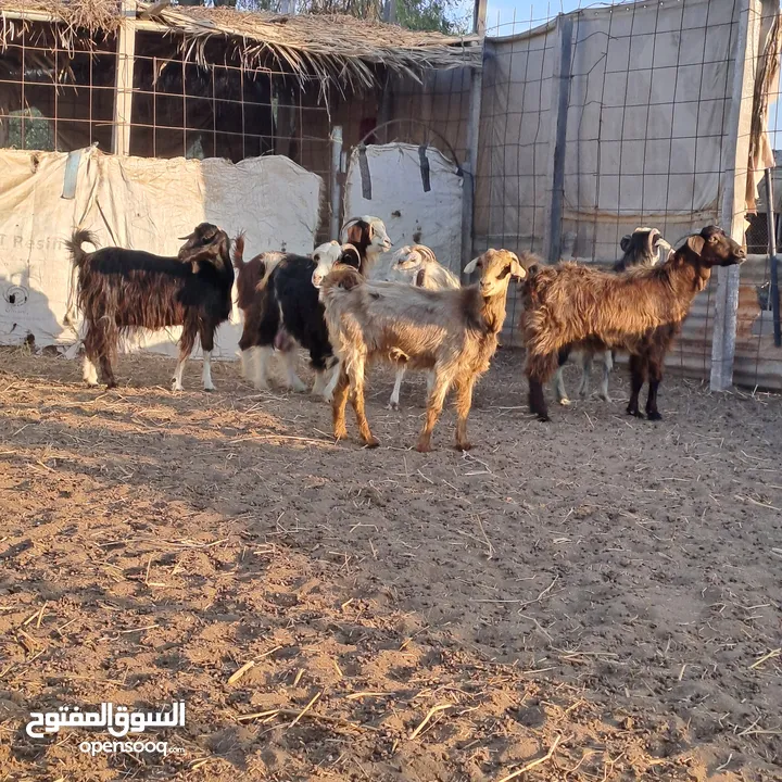 معز للبيع اقرأ الوصف قبل التواصل وللعلم  شرط البيع جمله