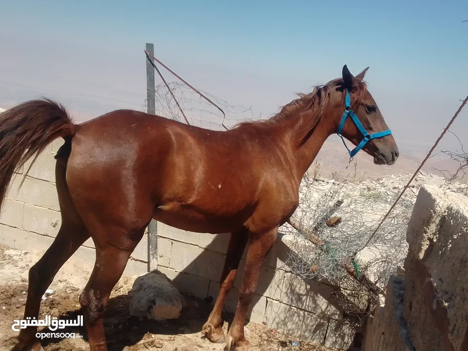 مهرة للبيع  العمر سنه وشهرين  السلط شارع الستين  السعر 900  مهرة عاقله