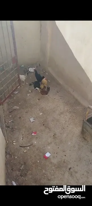 جاج بلدي للبيع