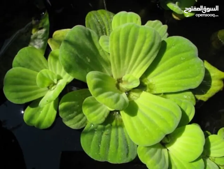 سمك ، نبات طافي طبيعي لأحواض السمك (مفيد للـ سمك) من نوع Dwarf water lettuce