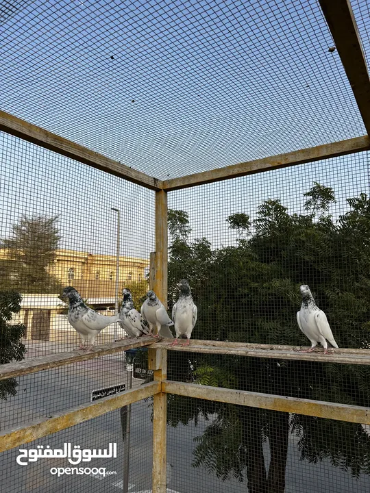 حمام باكستاني Pakistani pigeons