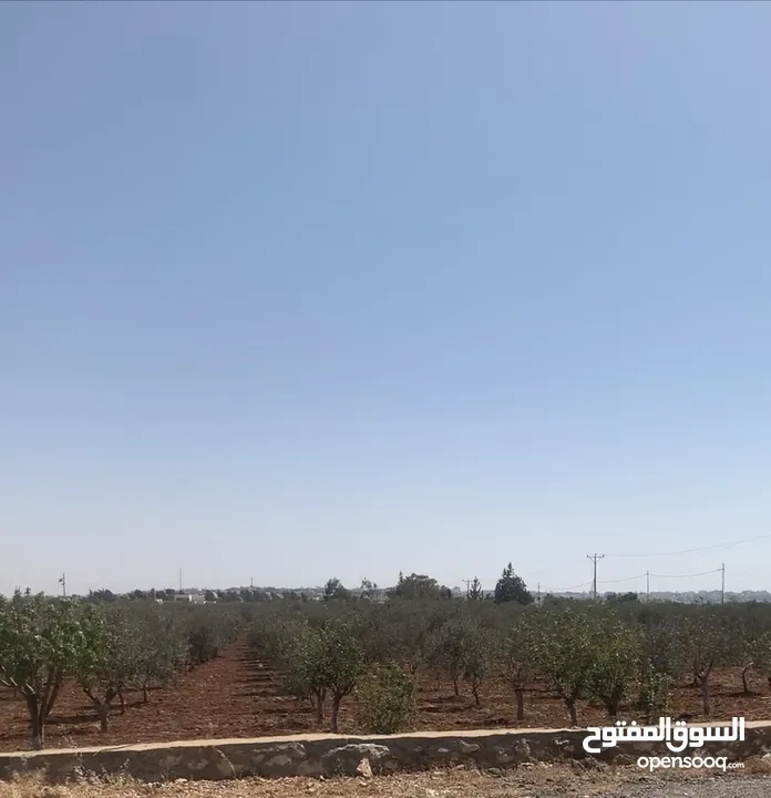 مزرعه جميله في مادبا جبيل