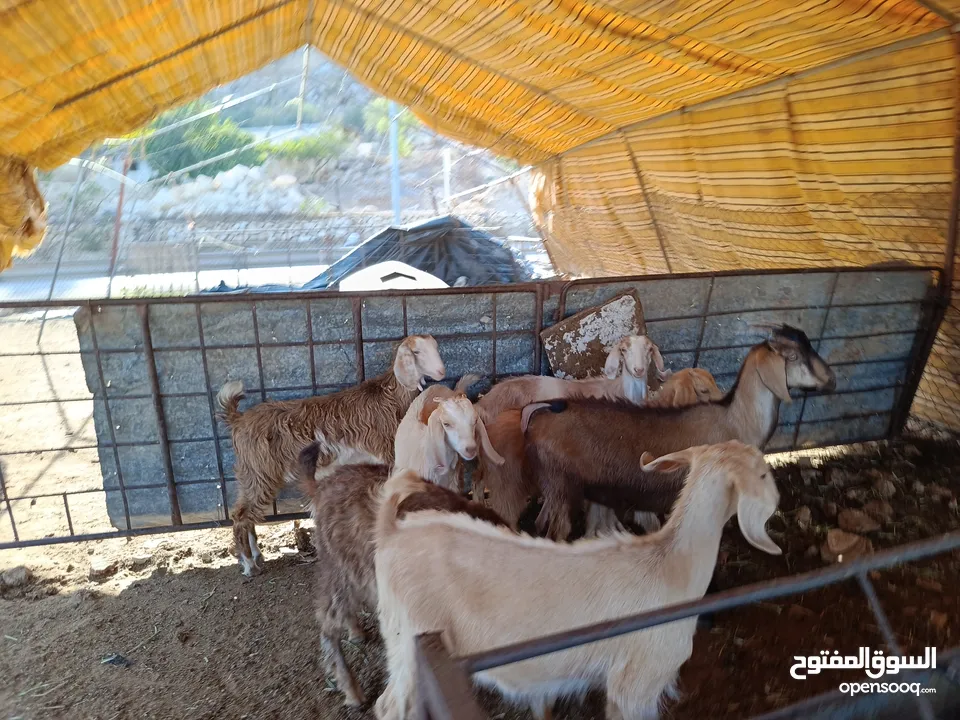 ماغز لاتينو جامبو وسيناني الاول في العالم للحليب