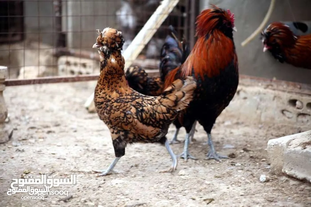 ديك زينه نوع فرنسي (هاودن) للبيع بسعر مغري الديك الأسود شرس