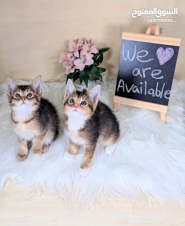 Abycoon Hybrid kittens ابي كون