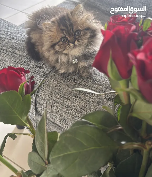 Persian long hair for sale 50 with delivery
