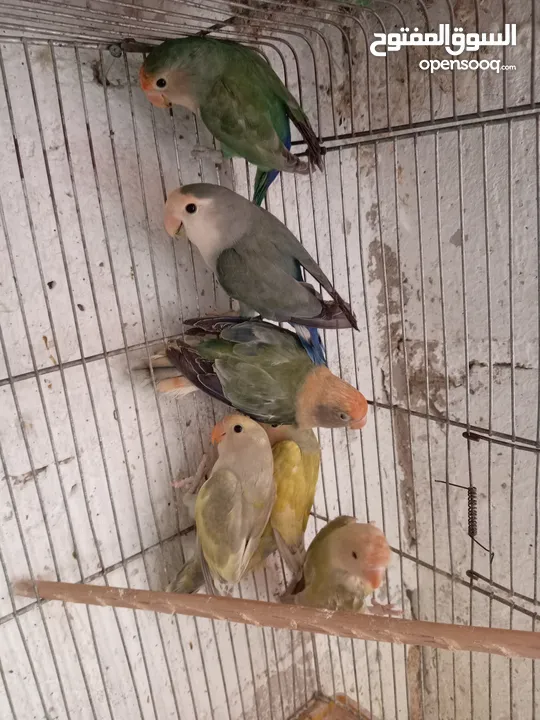 طور روز  ألوان بتجنن الله يبارك لصاحب النصيب. روز البينو عين حمرا. البينو بيور من انناحي
