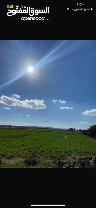 مزرعة زيتون للبيع في الاردن