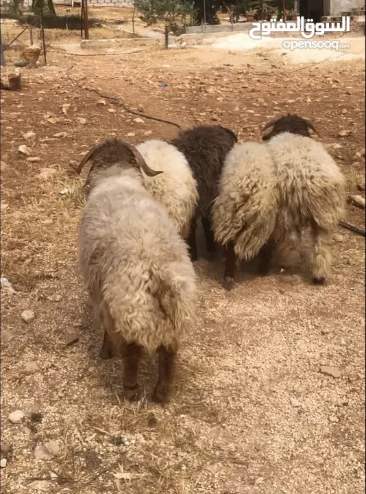 خرفان اضاحي اعمار عشر شهور