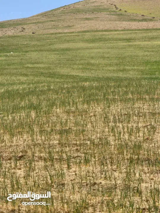 ارض زراعية للبيع