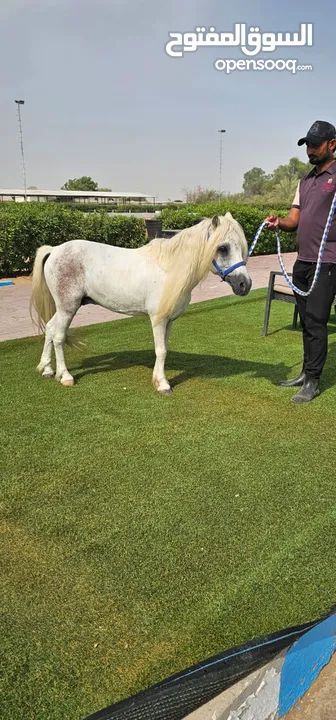 Pony Available for Sale