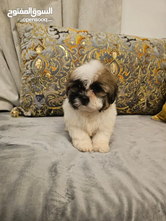 shih tzu puppies