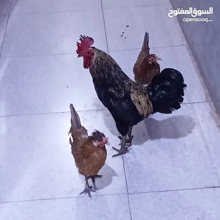 ديج ودجاجتين عرب اصلي بياضات