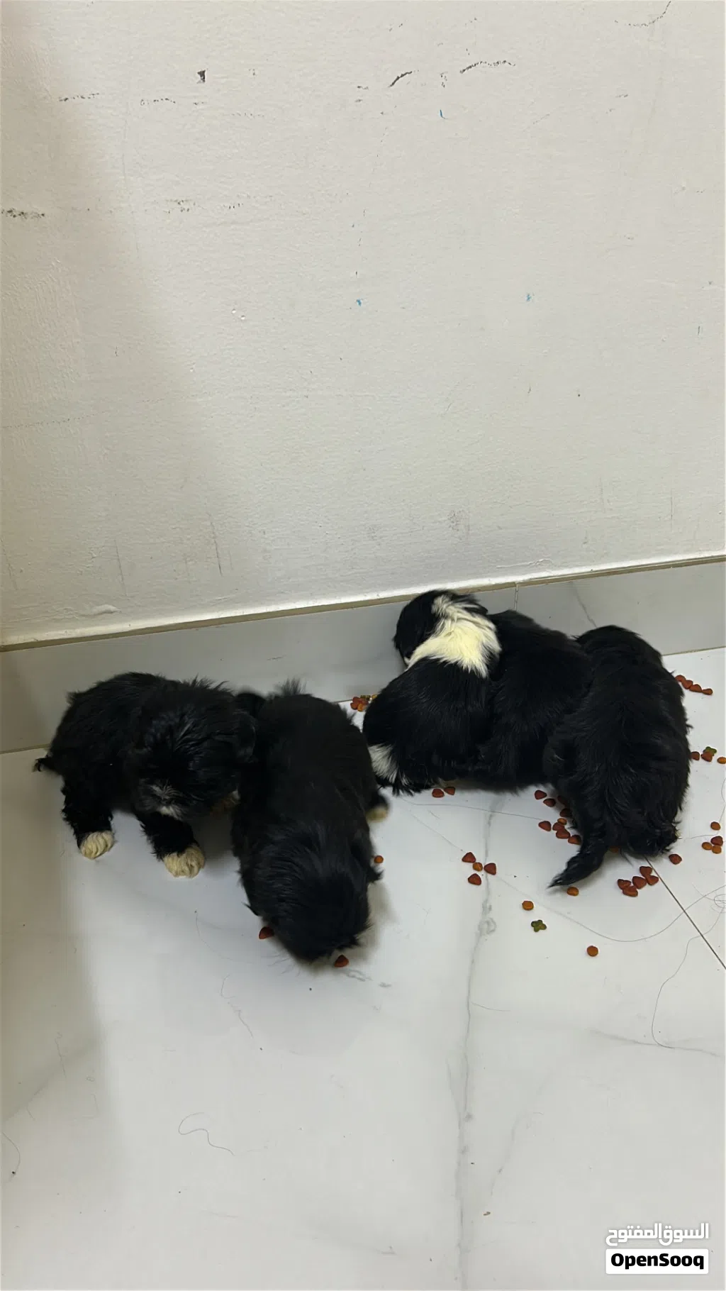 Shitzu 3 moths old 100 omr/Negotiable