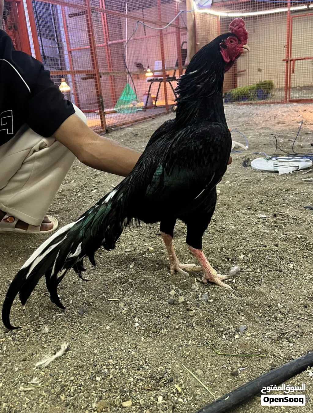 طير ميوالي