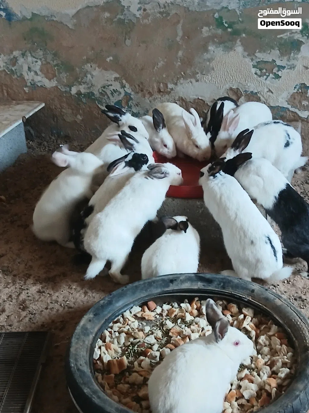 أرانب مالطي عربي وهجين