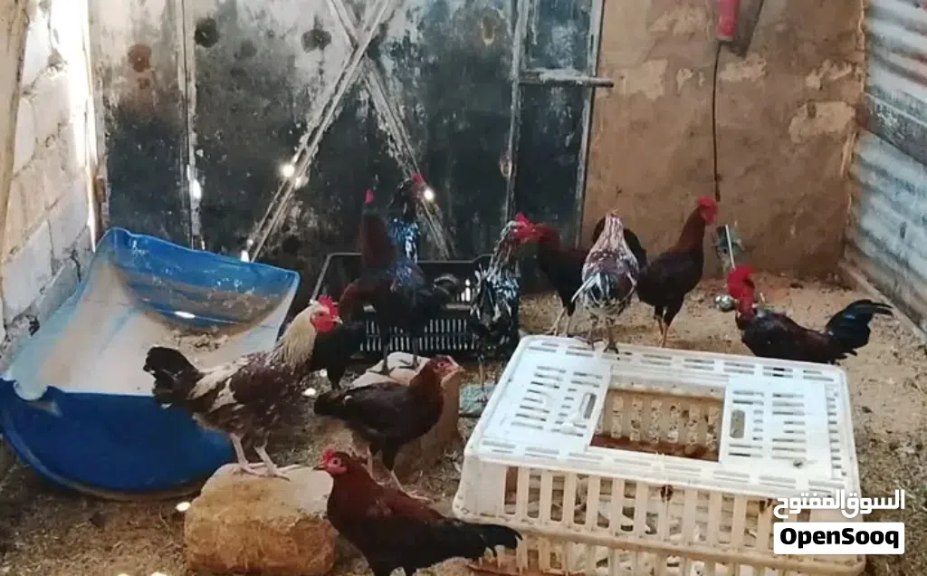 فراريج عربيات 10طروف طرابلس سوق الجمعة السعر جملة : 25د