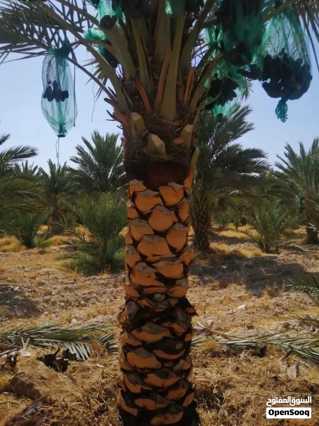 نخيل الوسام