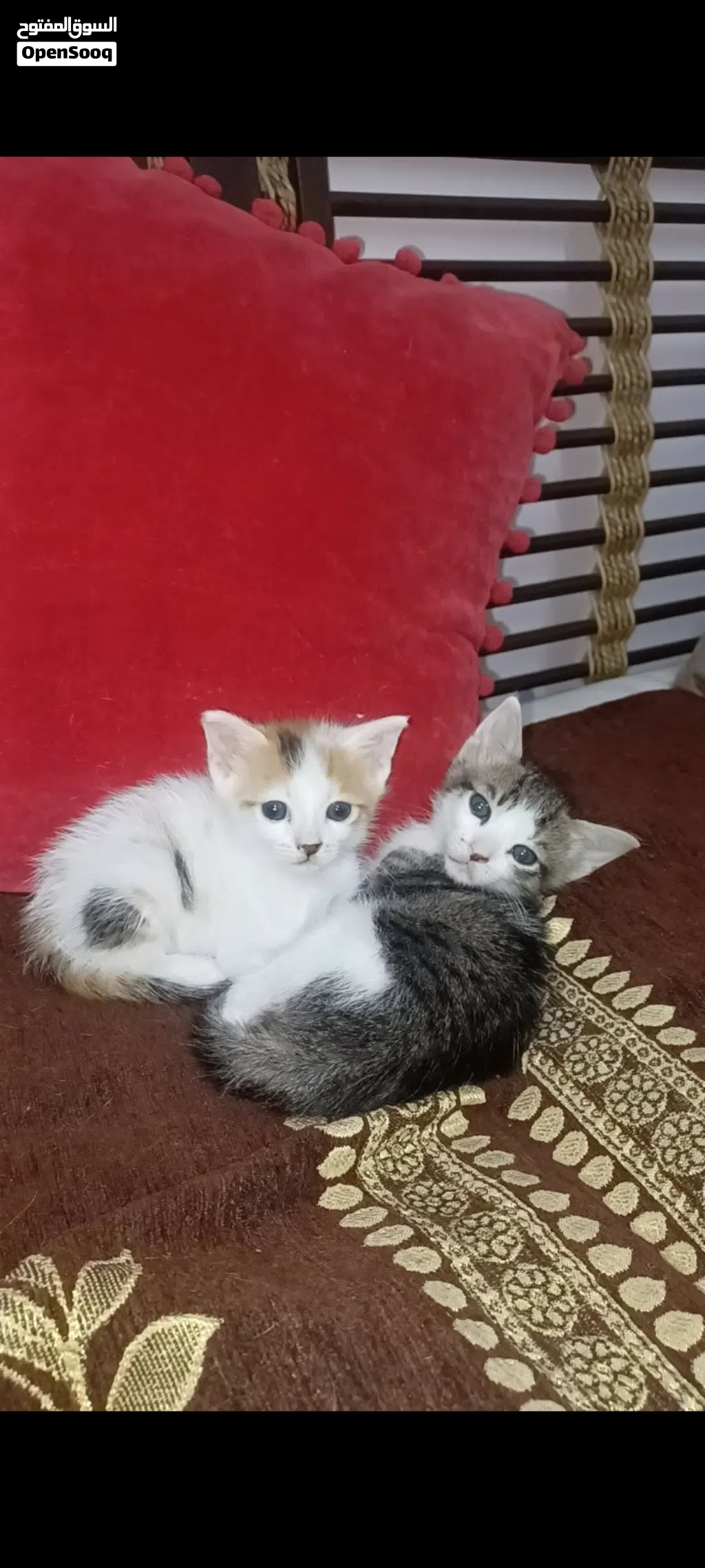 urgent free adoption for kittens