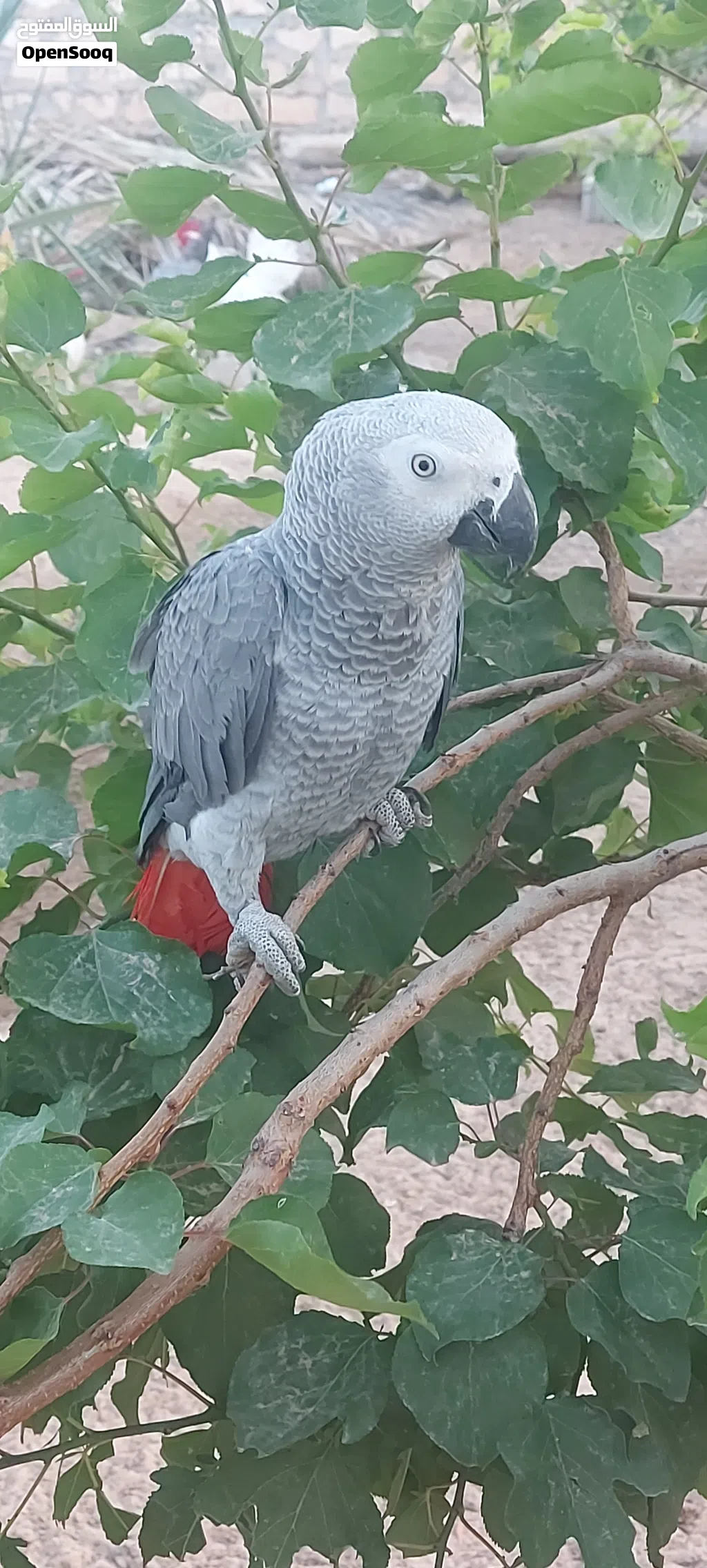 ببغاء زنجبارى