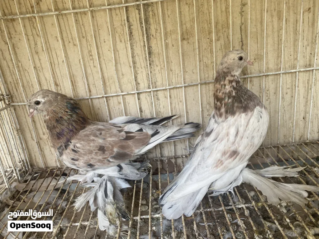 كوبية خوت العش هزازات