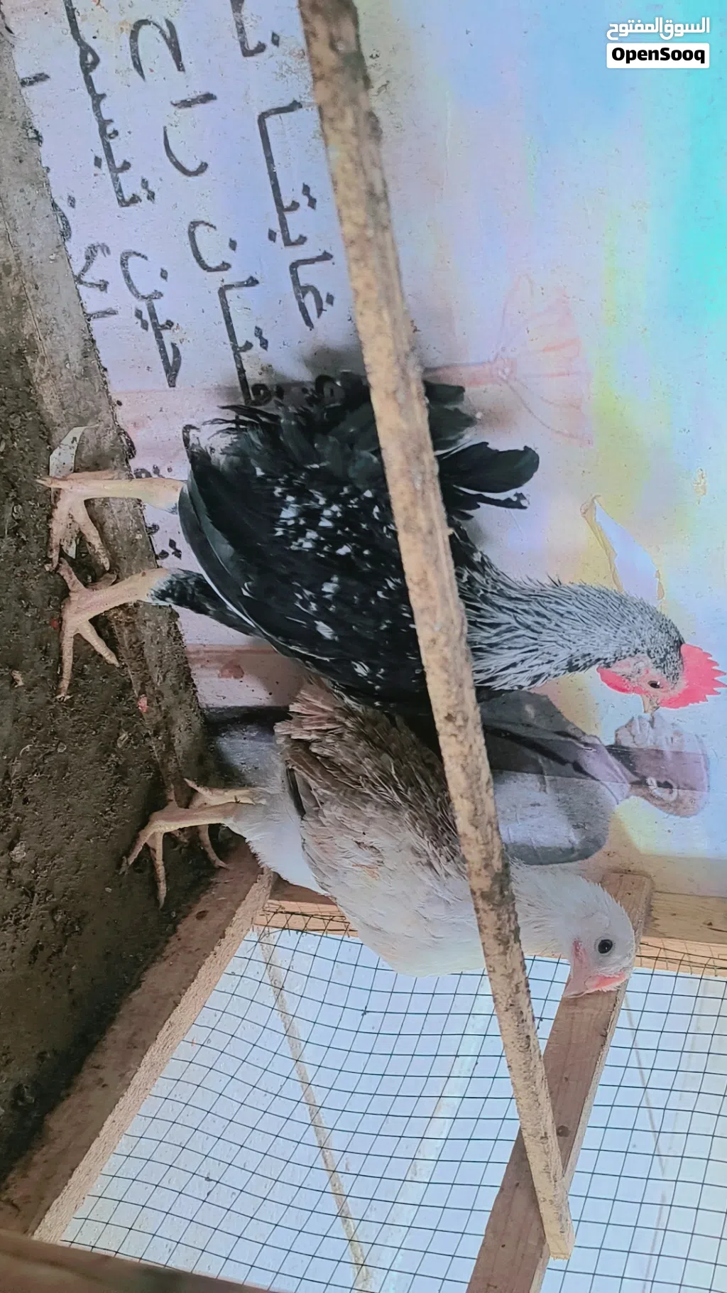 متاح زوج دندراوي الاصلي
