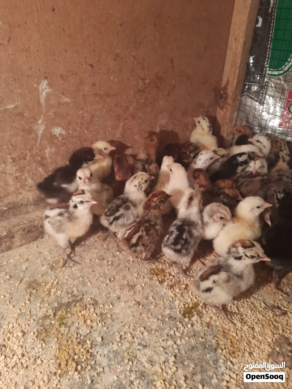 متوفر افراخ دجاج عمر ايام زوج على 2ونص قفل