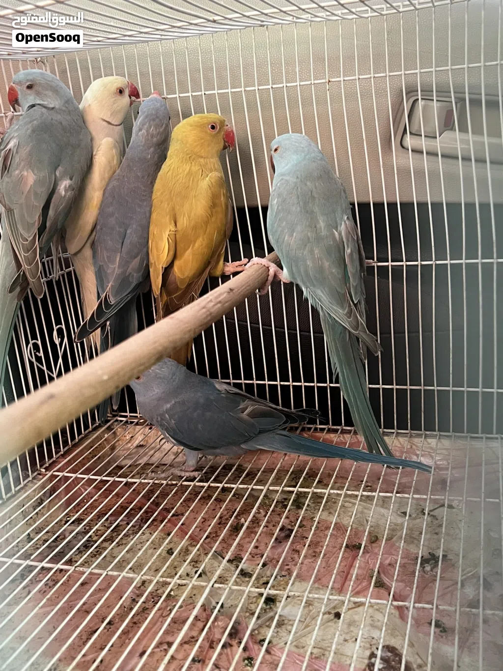 Ringneck parakeets for sale