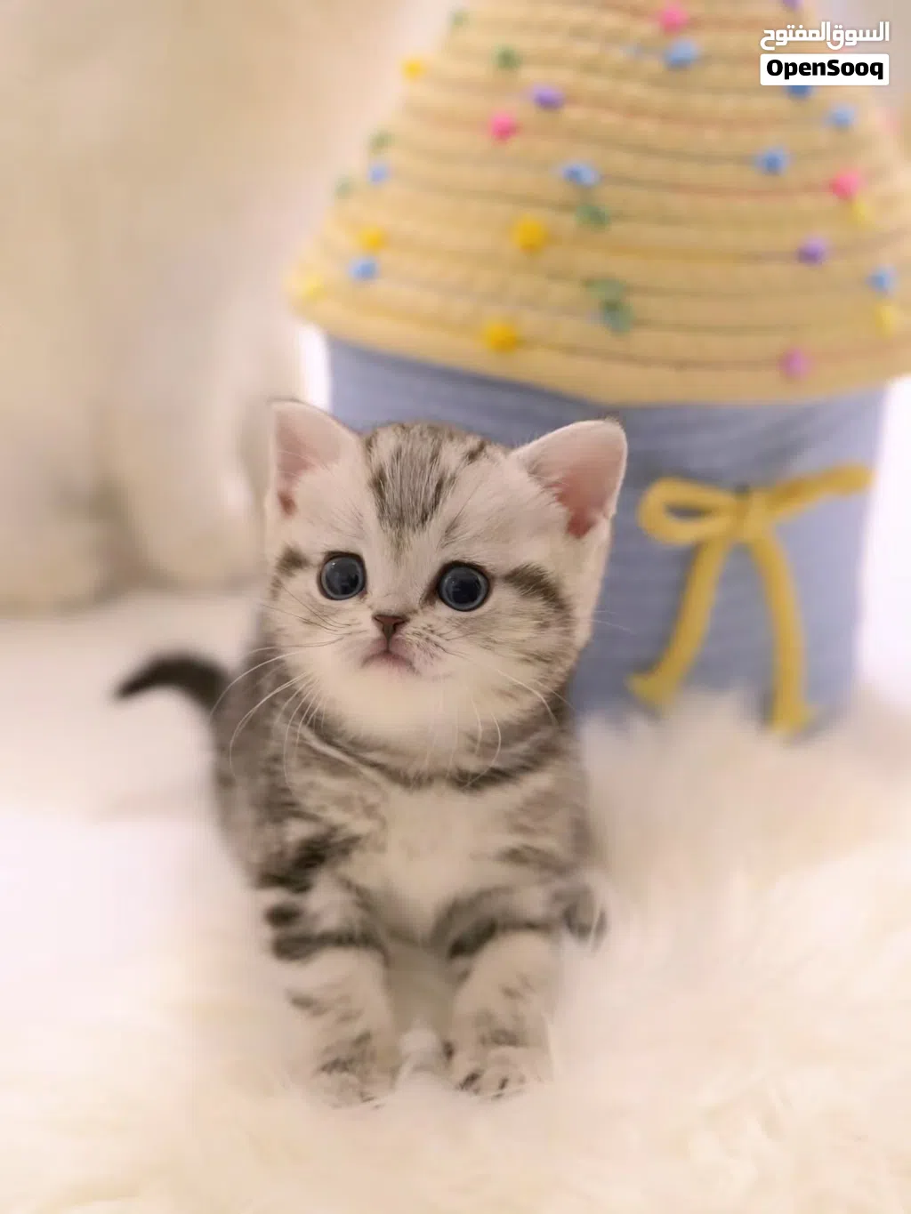 Bengal baby girl is now ready for adoption