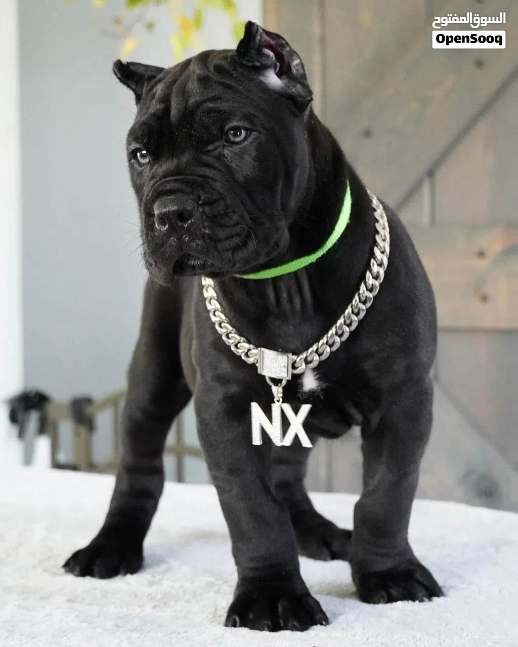 Cane Corso