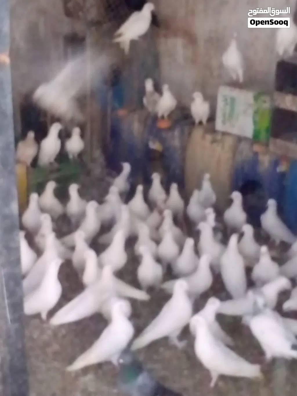 سلام عليكم يوجد 15 جوز حمام بلدي ابيض شغل زغليل مكفول