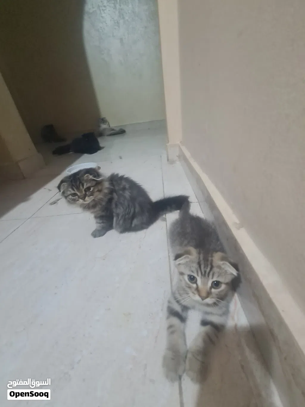 Scottish fold for sell , سكوتش فولد للبيع
