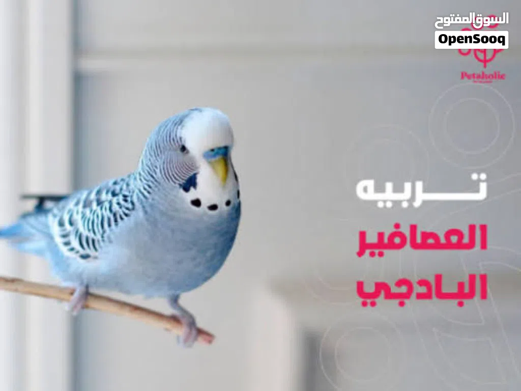 بقلينو للبيع طرف بي25العدد18
