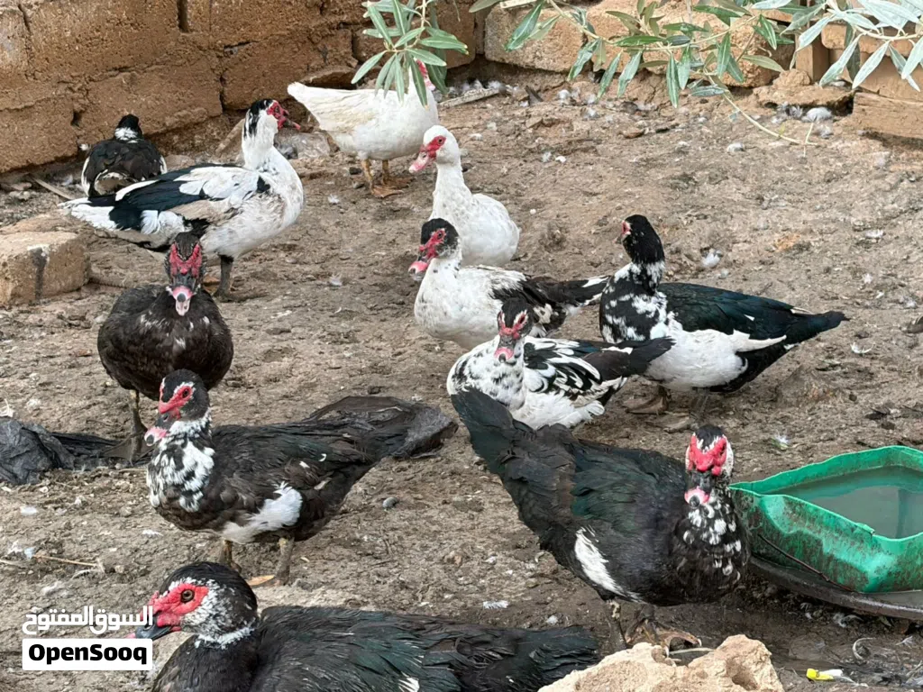 بط بلدي نخب اول