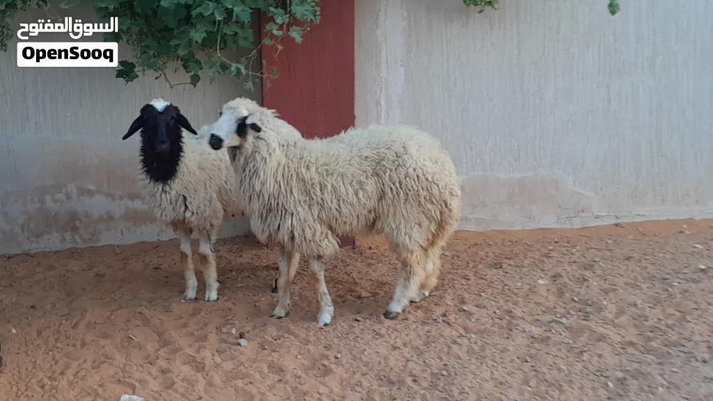 2فطايم وطنيات توميات ربي يبارك عمرهم ف8شهور سلاله مشالله متع تربيه..