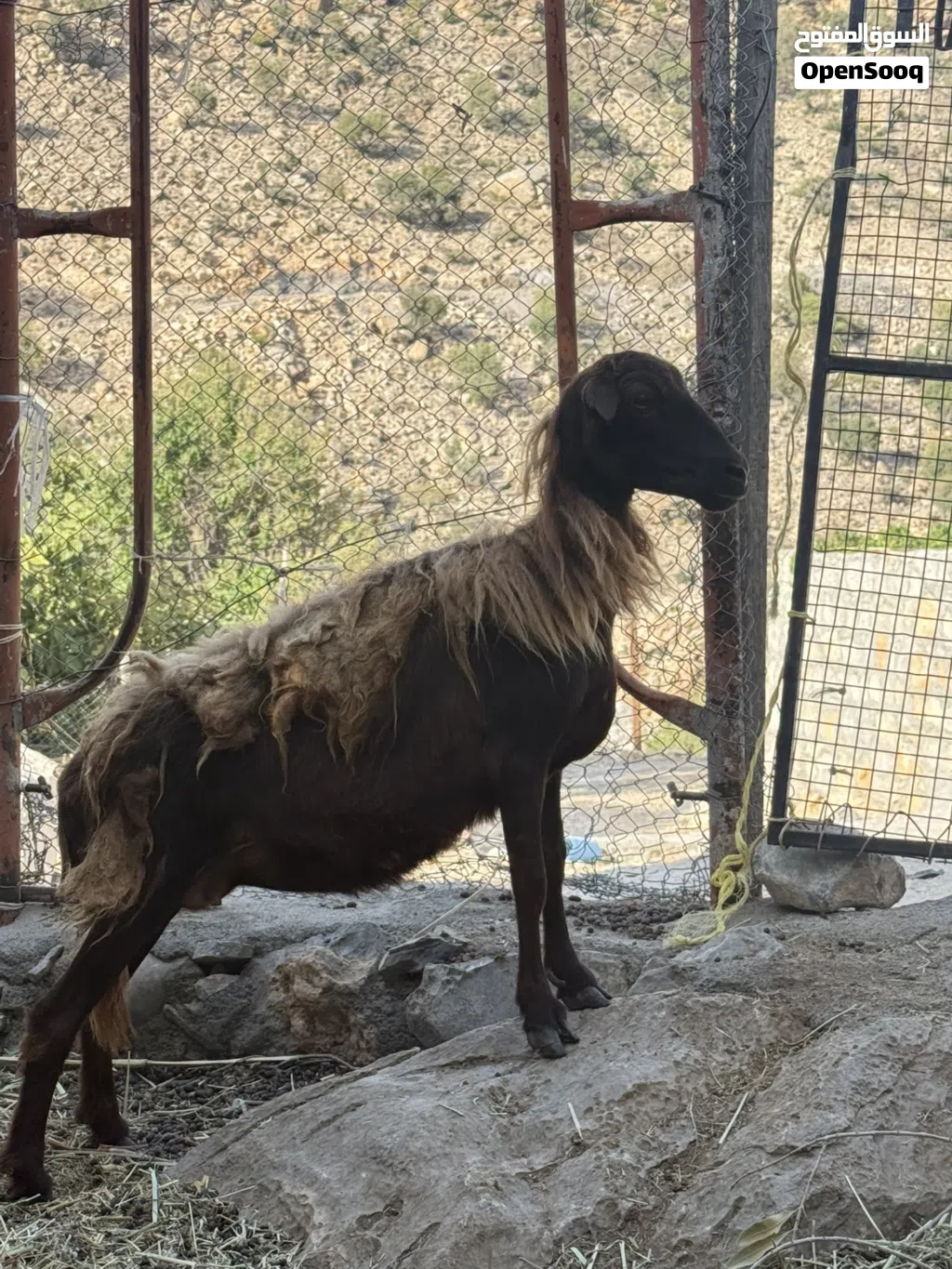 للبيع جعد اصل بدون تهجين