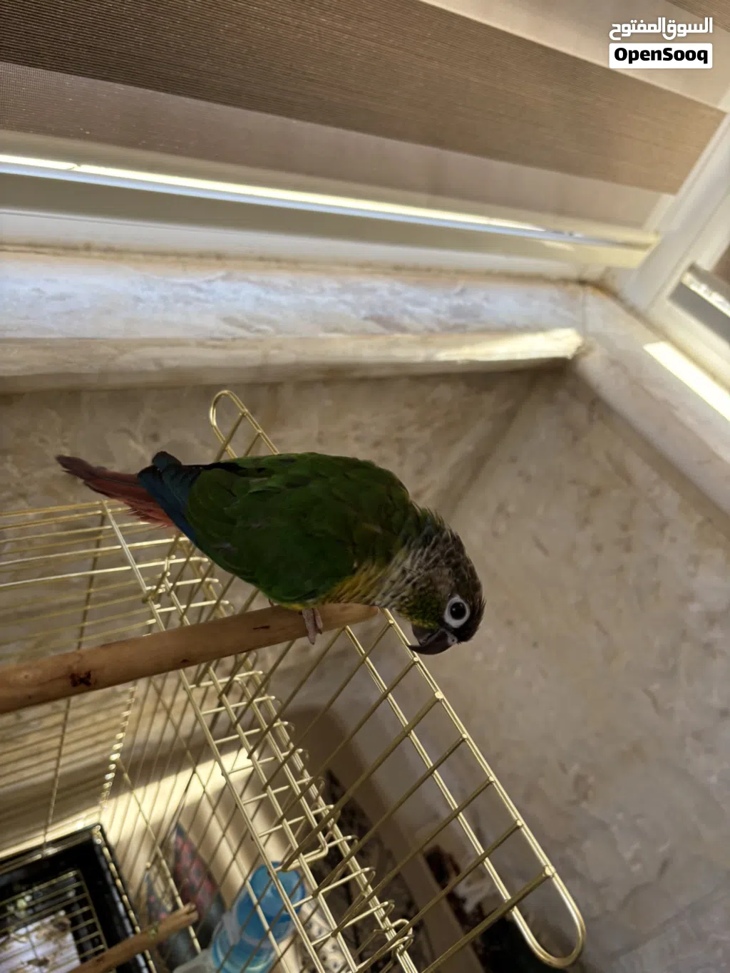 ببغاء الكنيور اخضر الخد(green cheek conure)