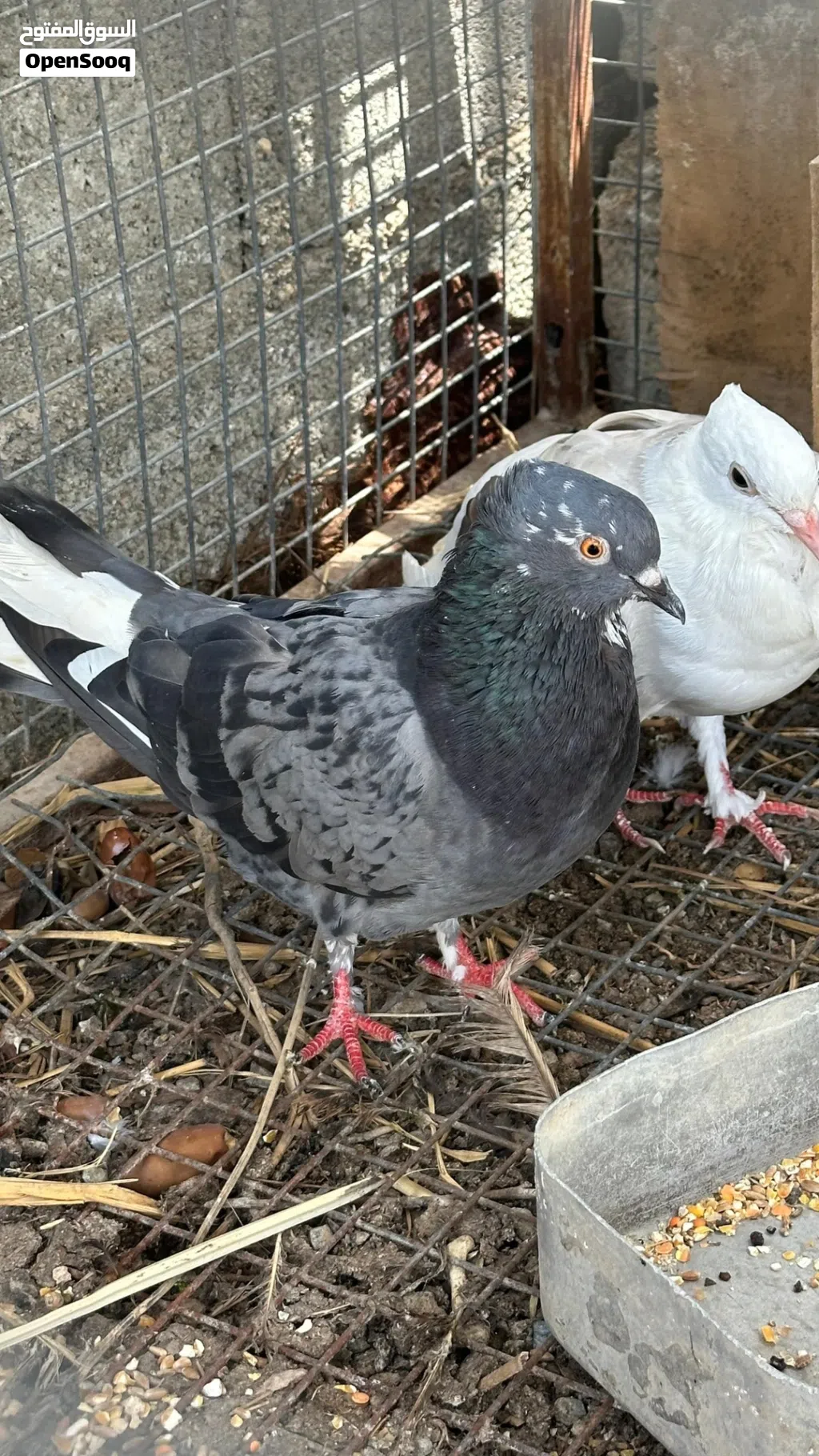 مطلوووب حمام عادي