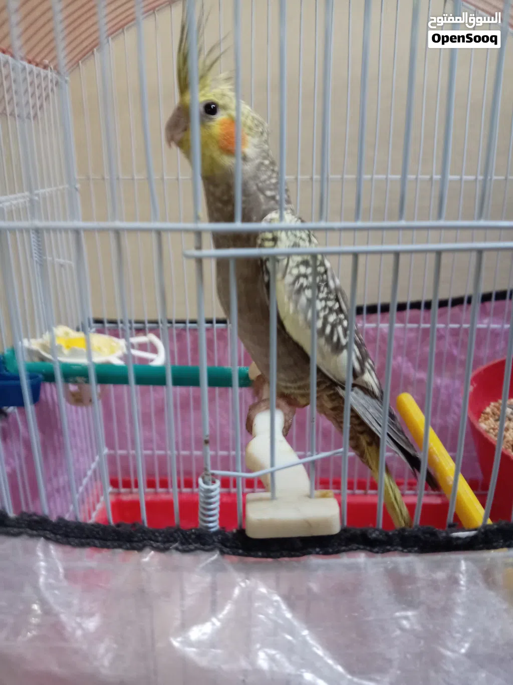 فراخ كوكتيل