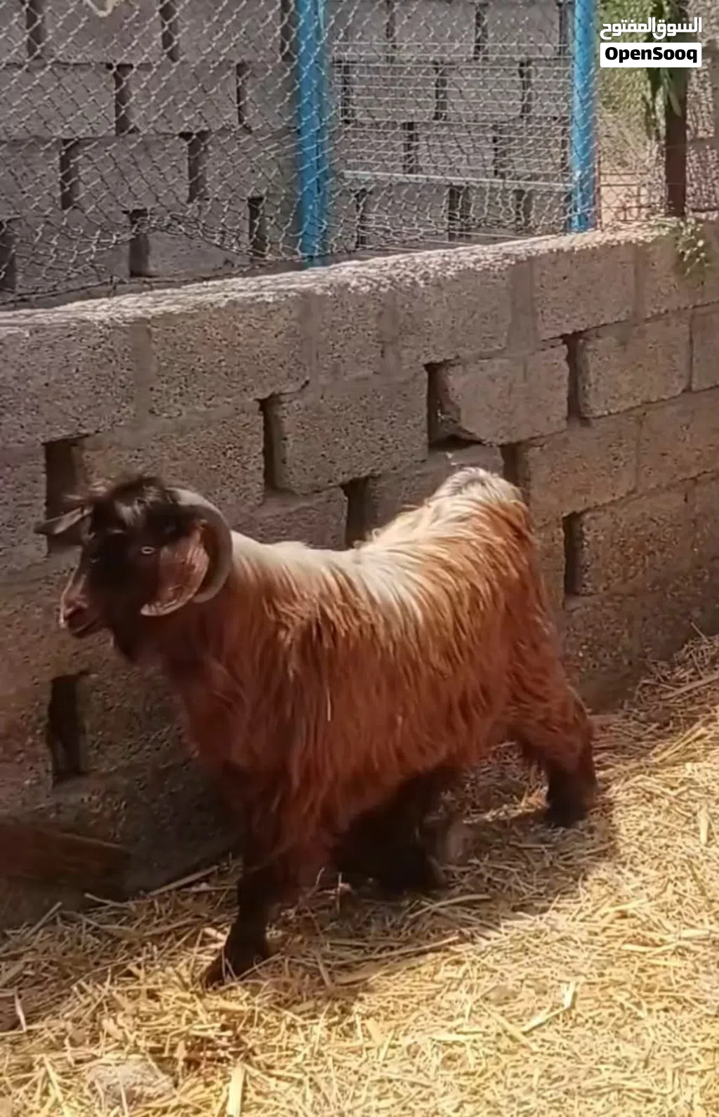 تيسس فحل للبيع