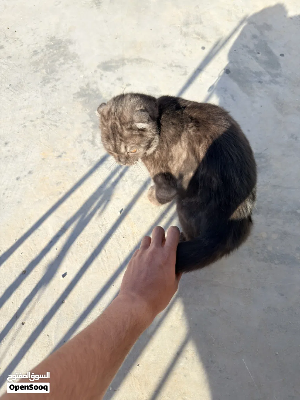 للبيع الموقع القويسمه