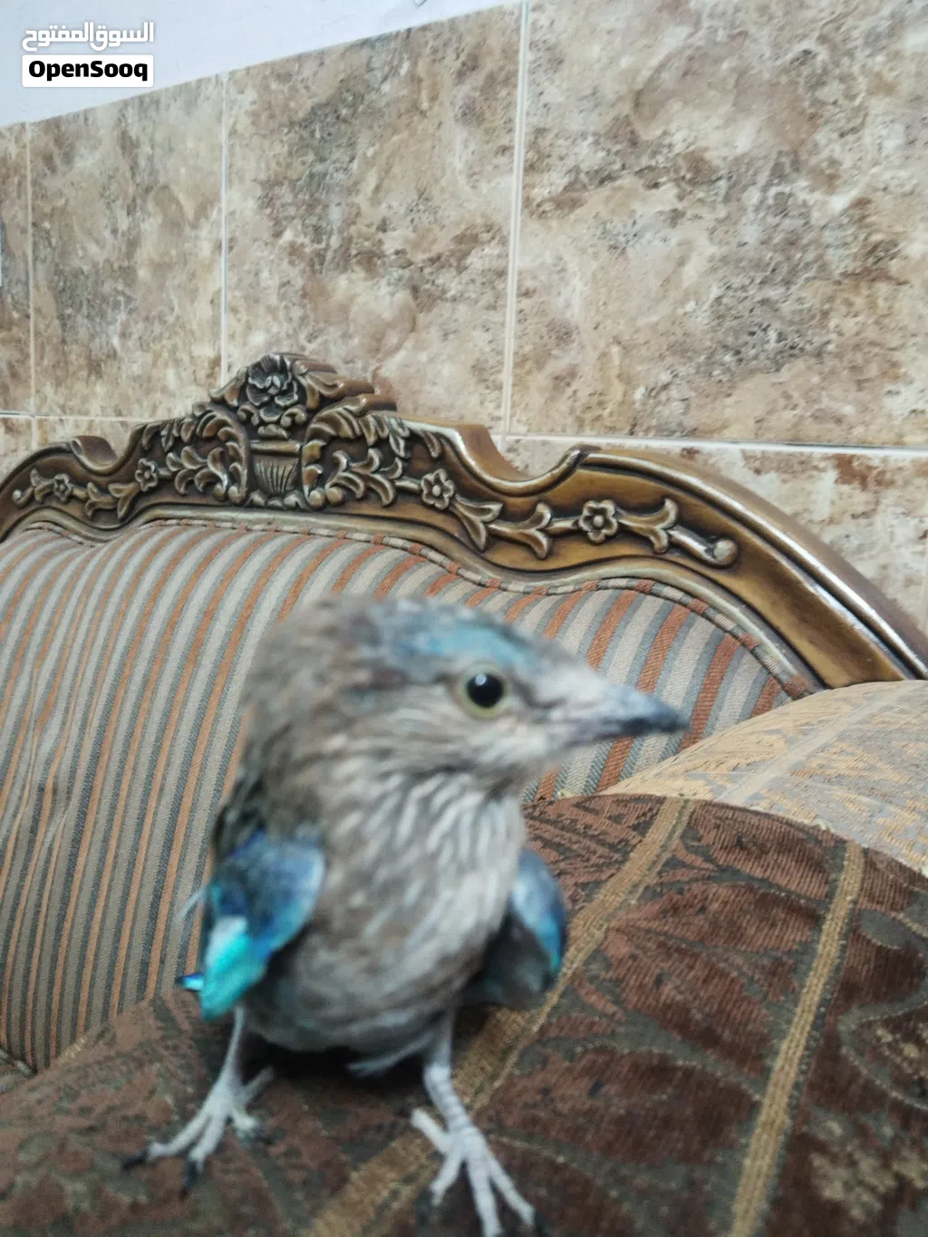 بضوه ملونه