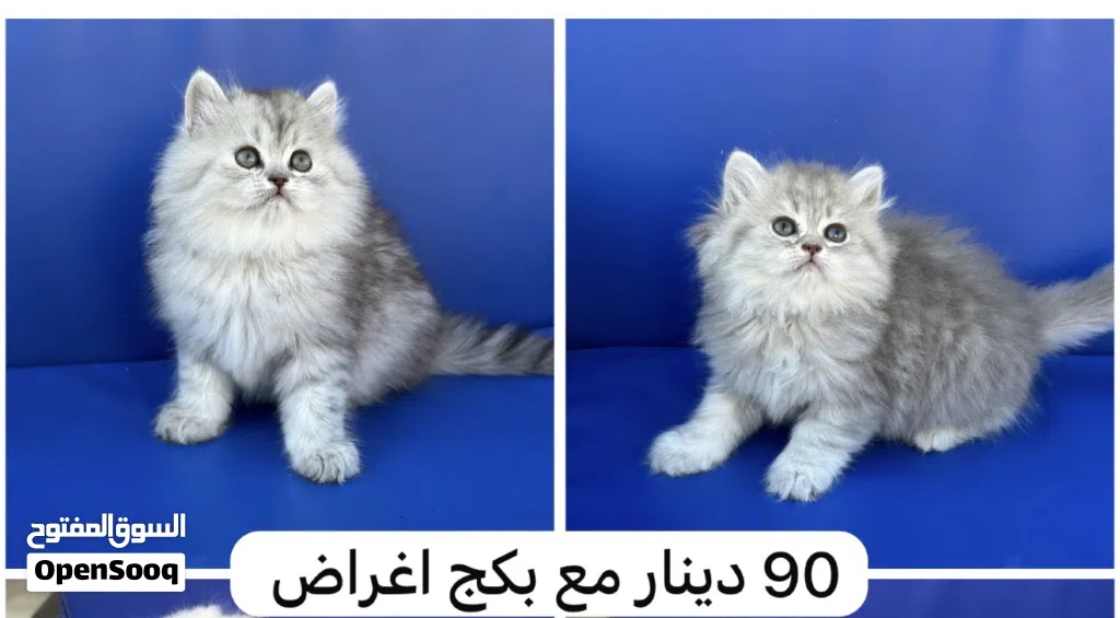 قطة انثى للبيع