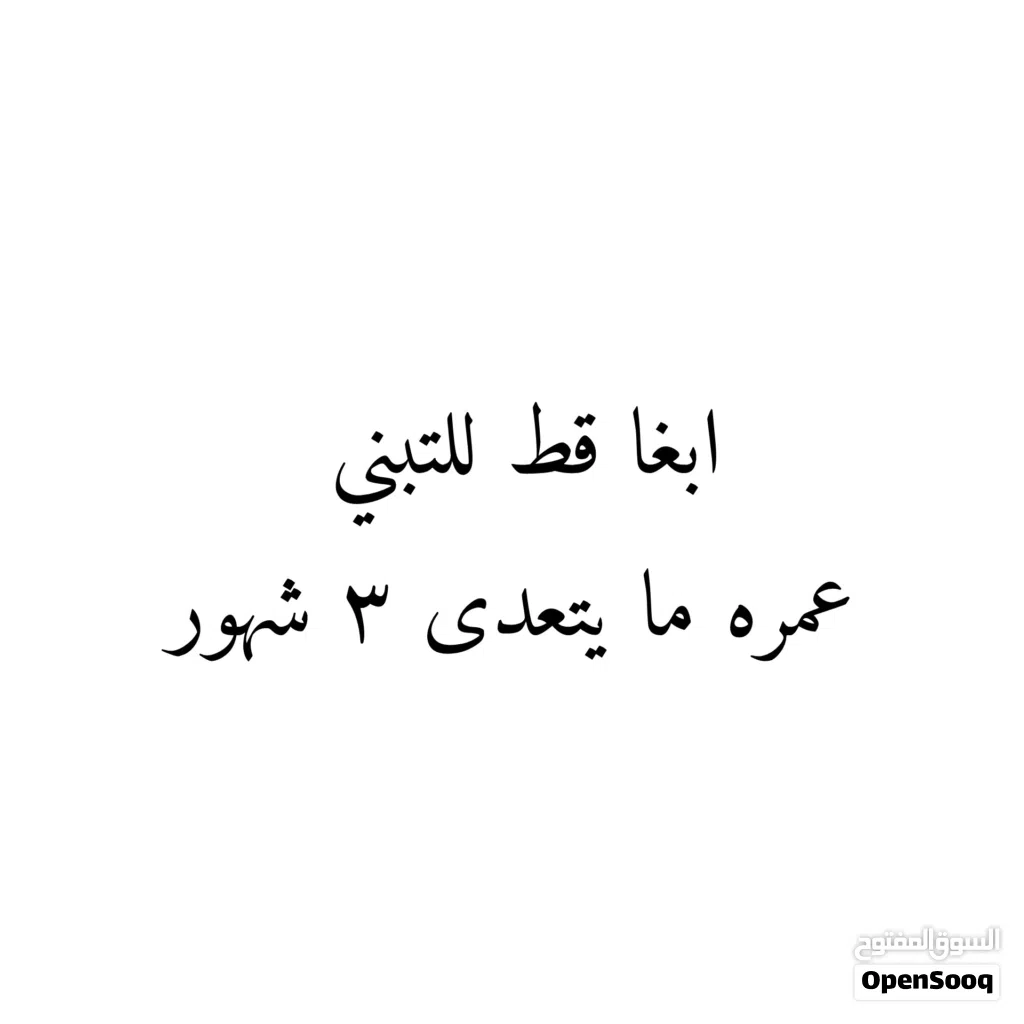 ابغا قط للتبني