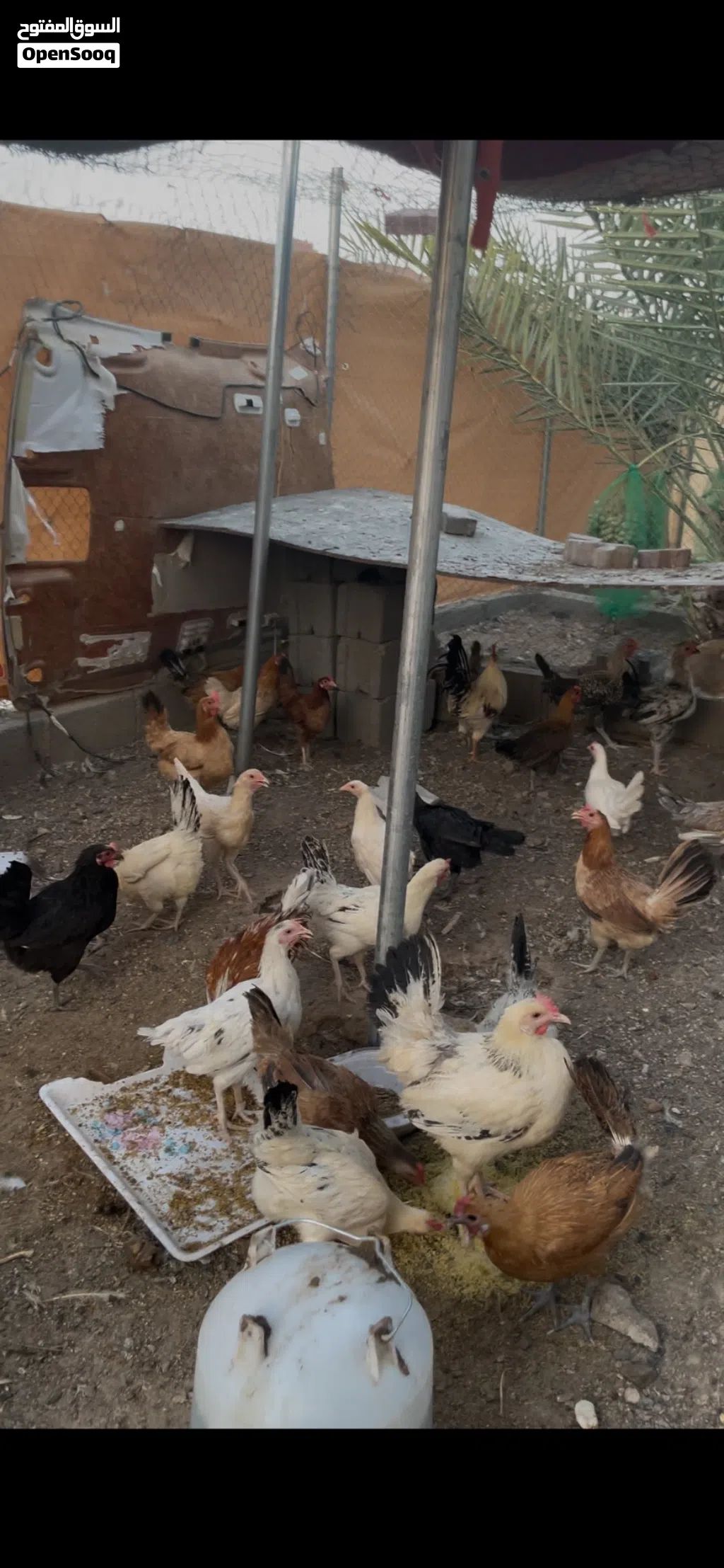 للبيع دجاج محلي