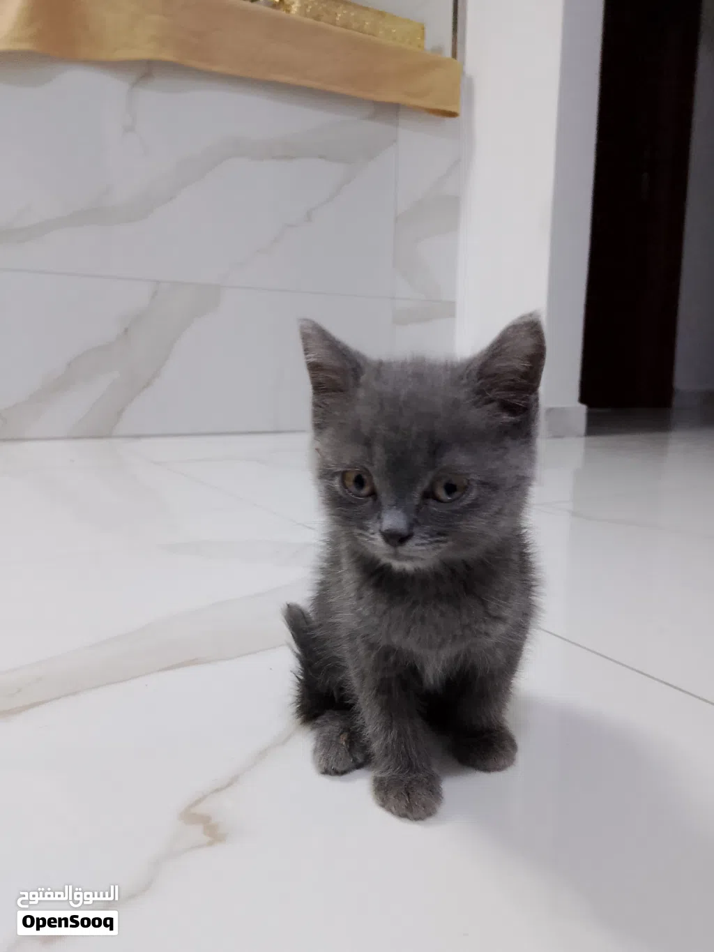 قط سكوتش برتش شورت هير قط لعوب مميز يوجد مع القط اغراض خاصه بل قط