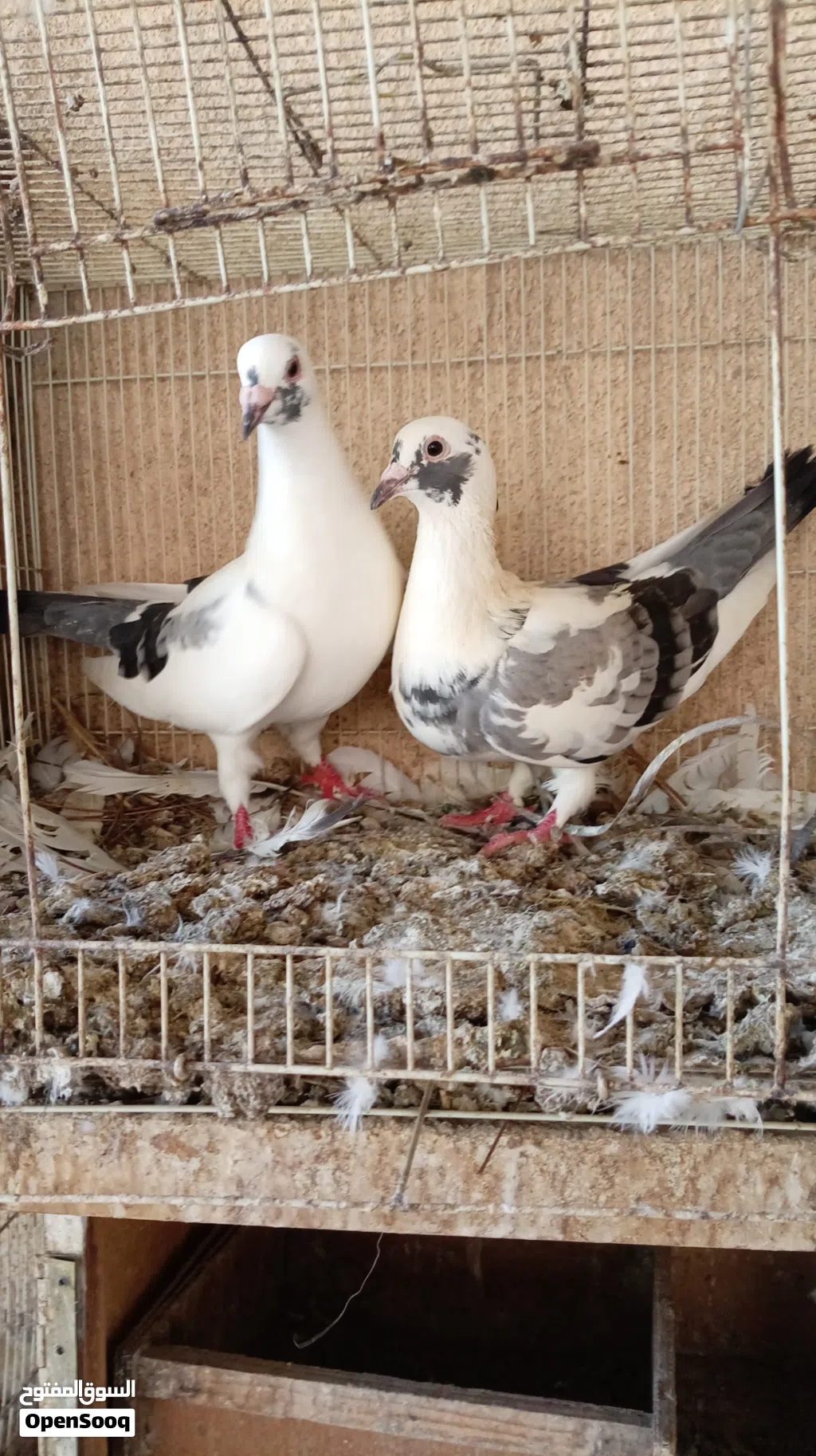 لاحم وزان حجم وسـط