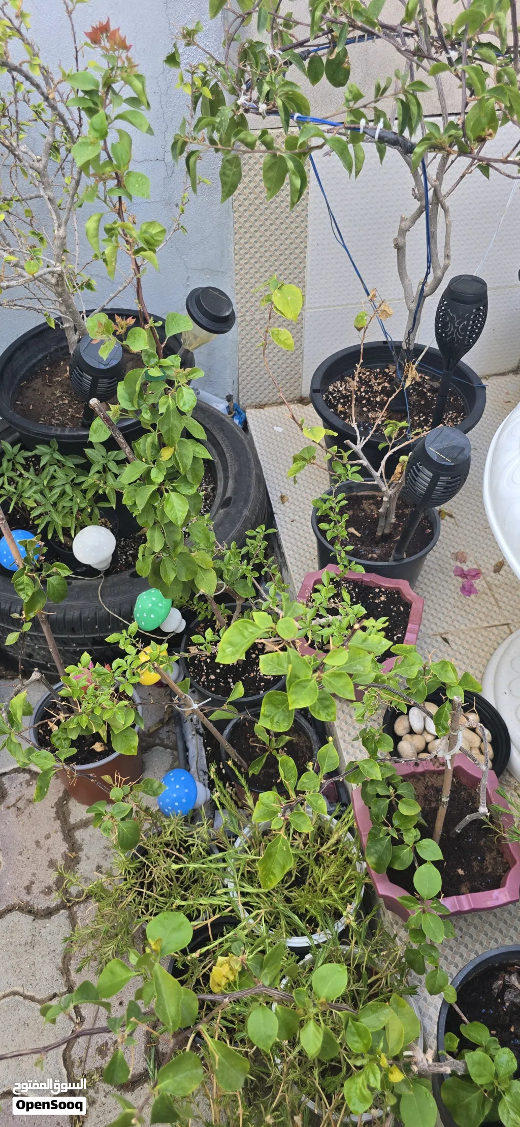 Mix outdoor plants نباتات خارجية
