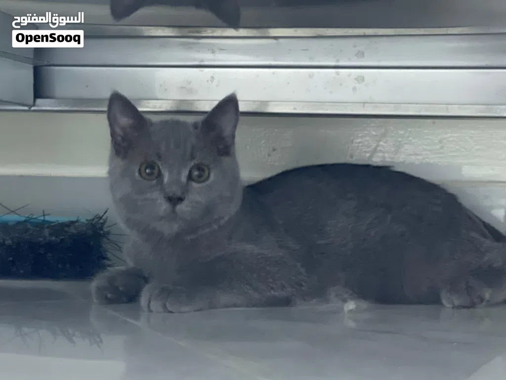 برتش شورت هير British Shorthair