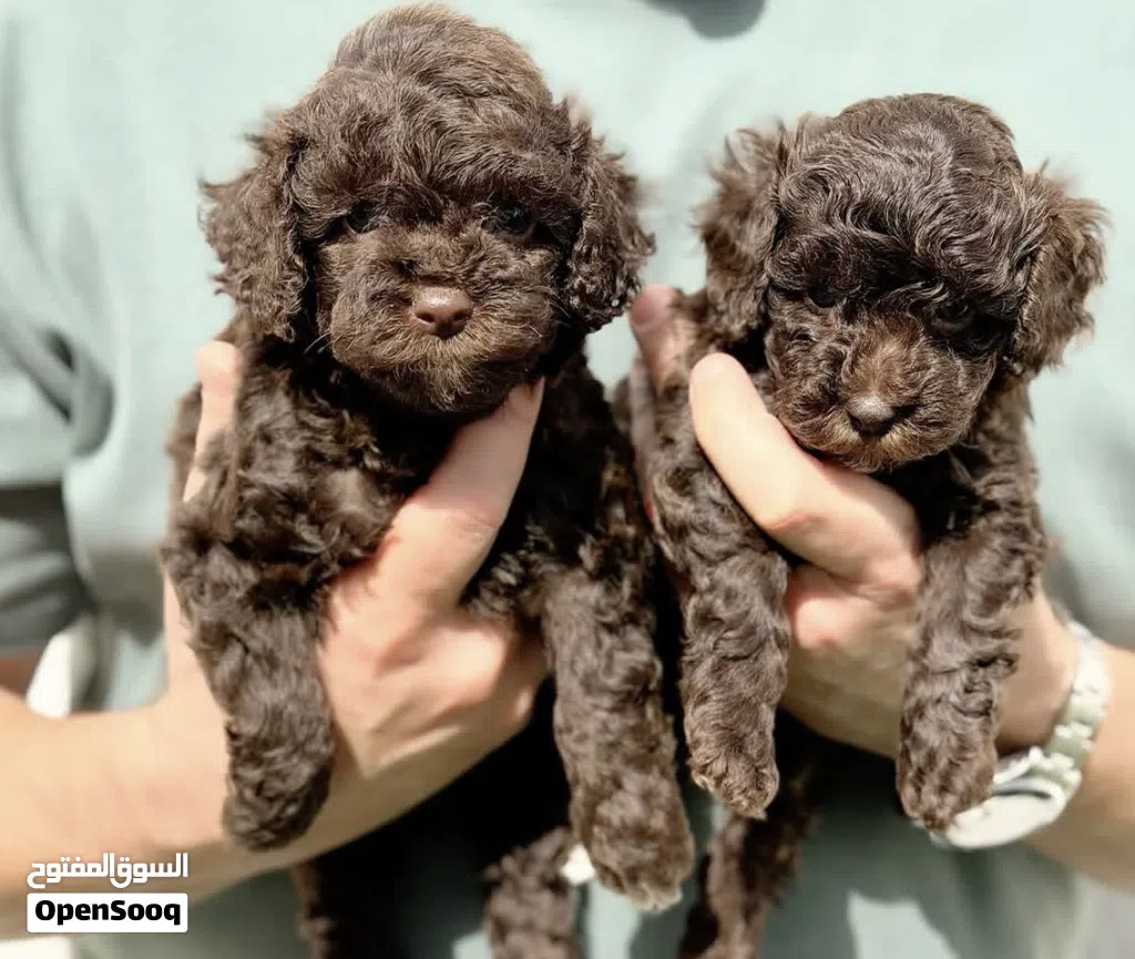 (Toy poodle) tabby